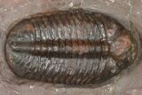 Prone Austerops Trilobite Fossil - Jorf, Morocco #368603-1
